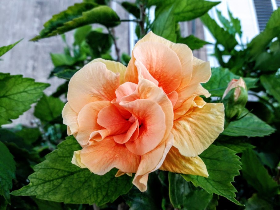 Гибискус сирийский