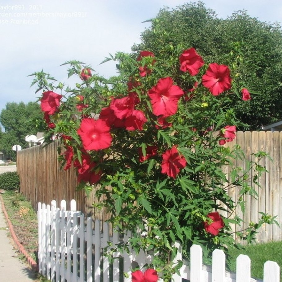 Гибискус садовый древовидный