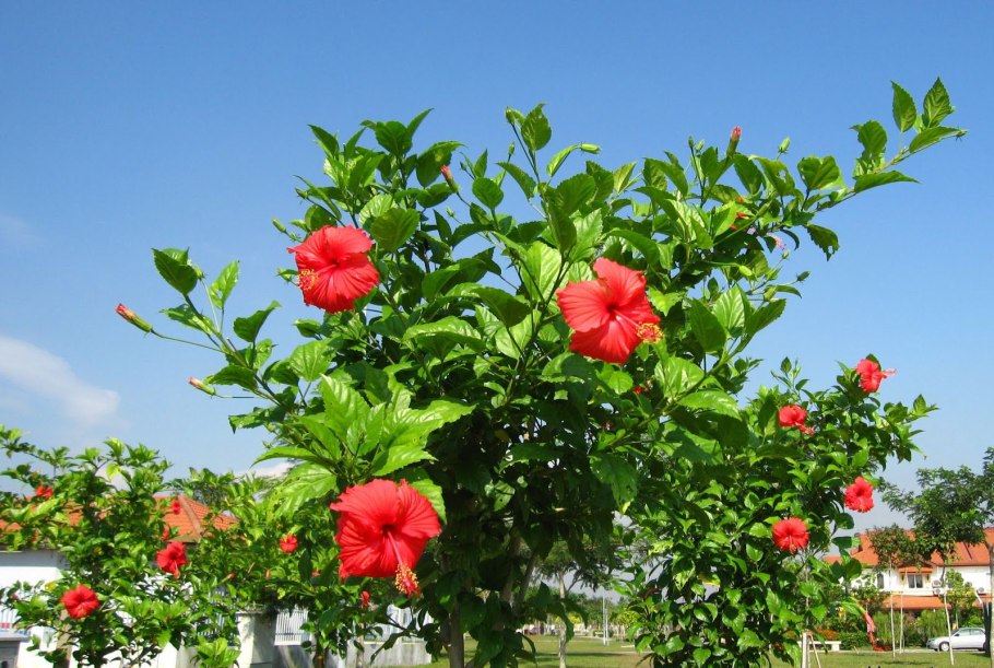 Гибискус Барон Метс