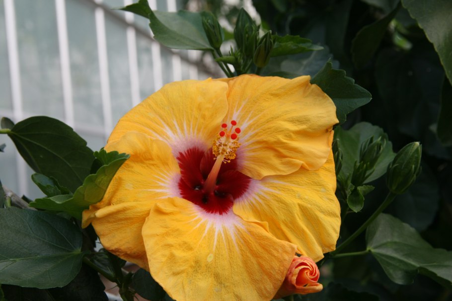 Гибискус сирийский травянистый