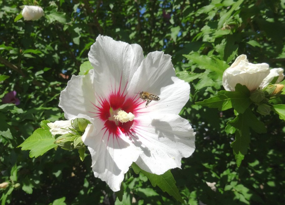 Гибискус Барон Метс