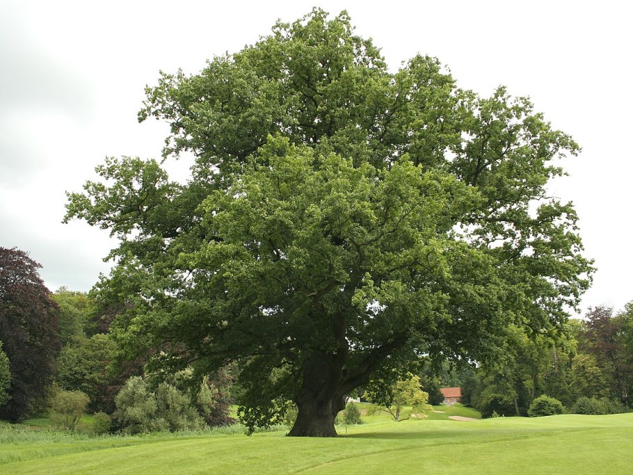 Дуб черешчатый, летний (Quercus Robur)