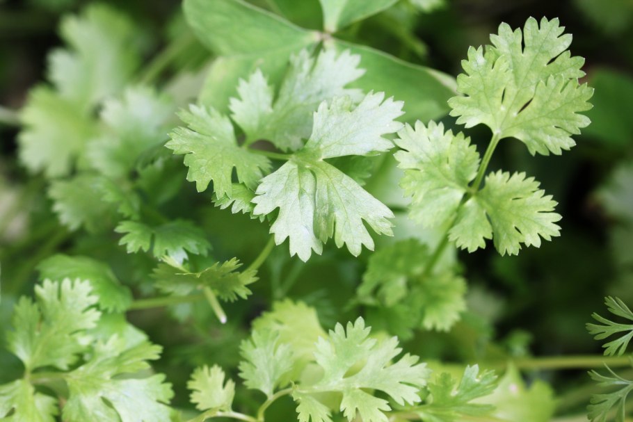 Петрушка parsley