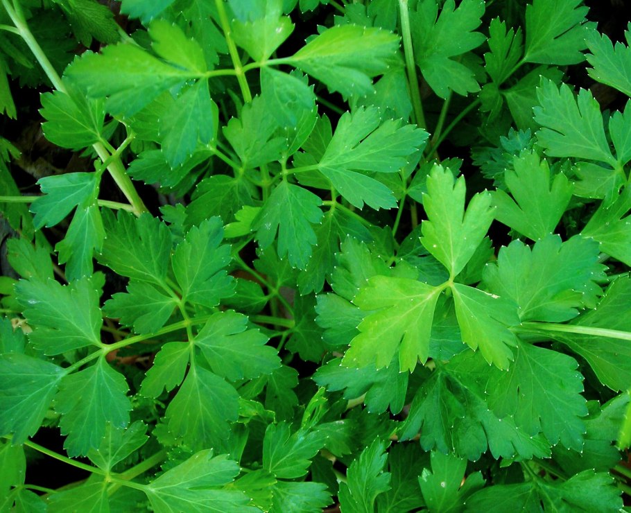 Кинза cilantro