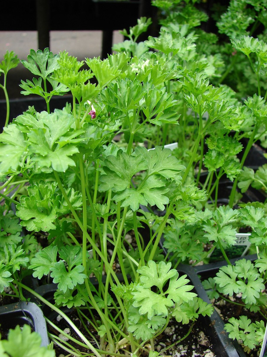 Петрушка parsley