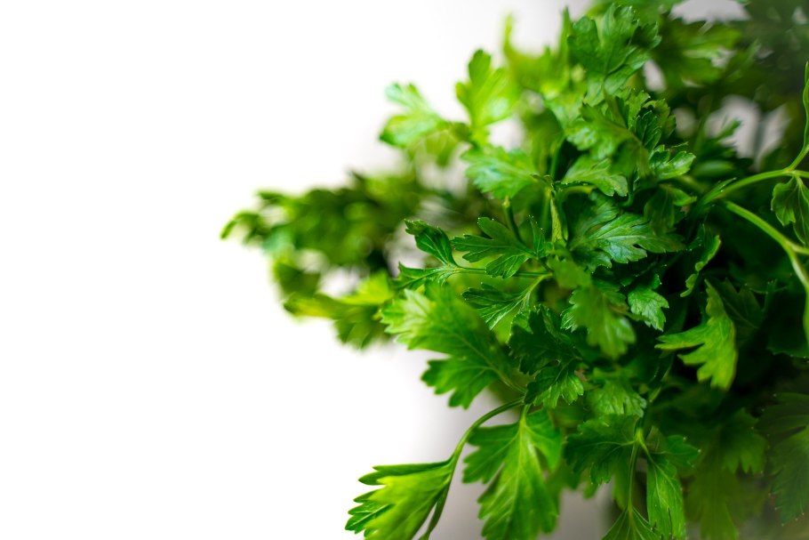 Петрушка (Petroselinum sativum)