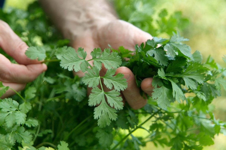 Петрушка parsley