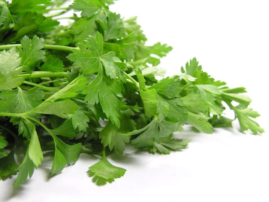 Петрушка (Petroselinum sativum)