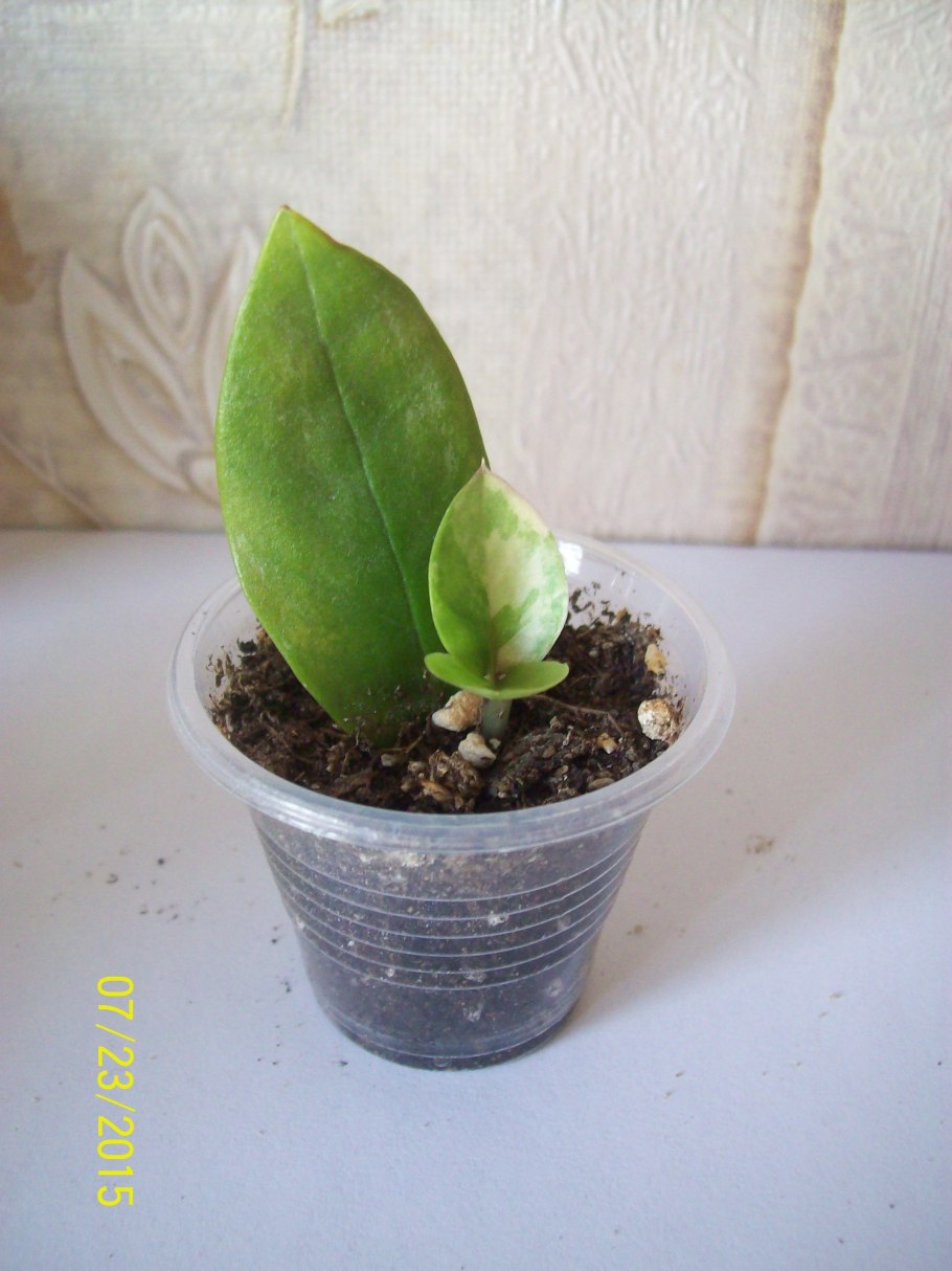 Замиокулькас размножение