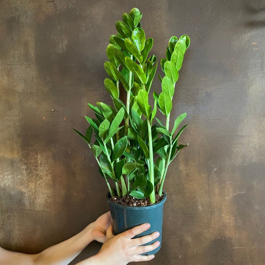 Замиокулькас прикорм