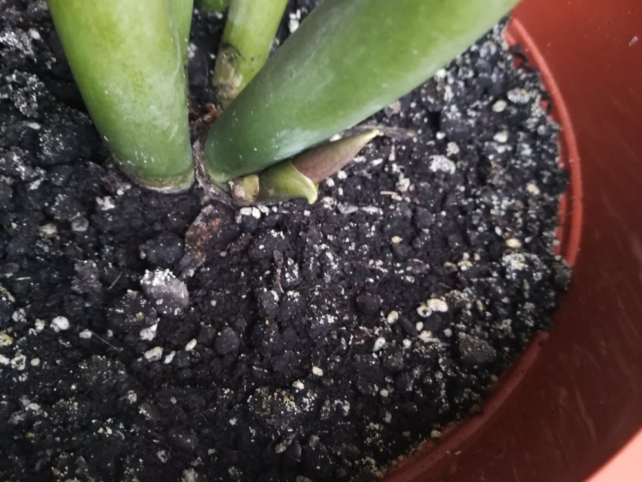 Новый Росток замиокулькаса