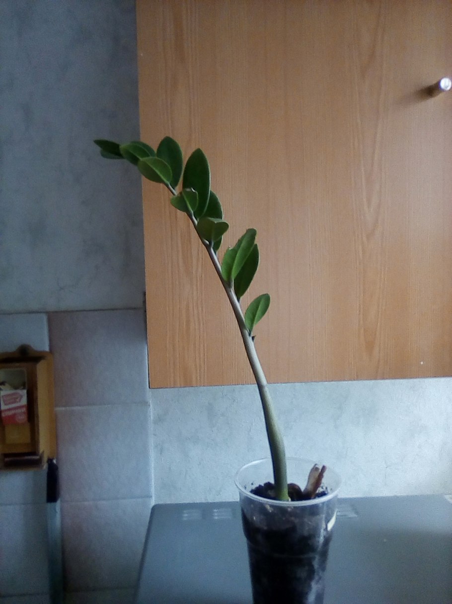 Замиокулькас отросток