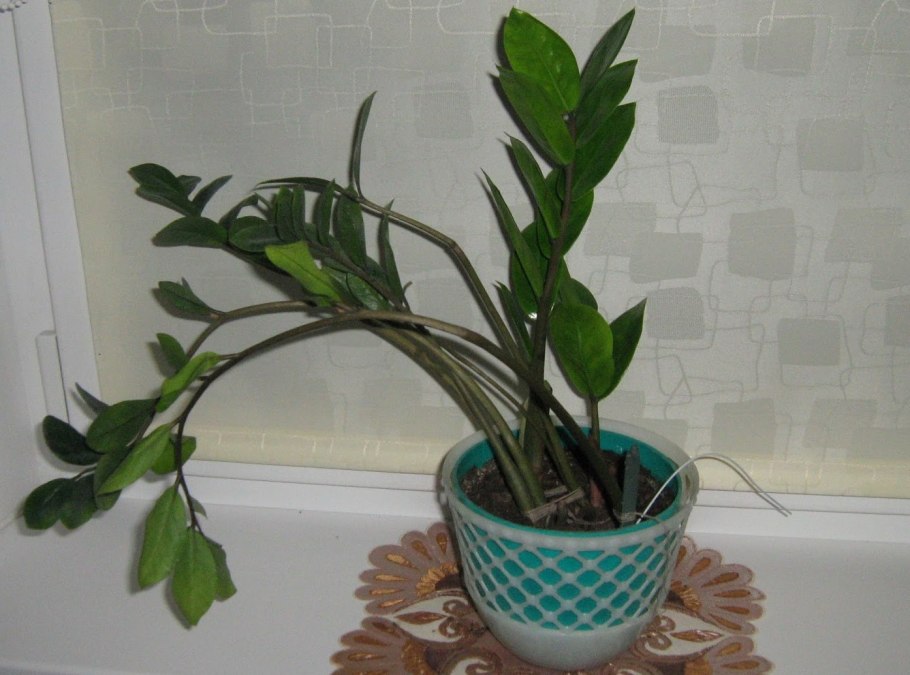 Замиокулькас размножение