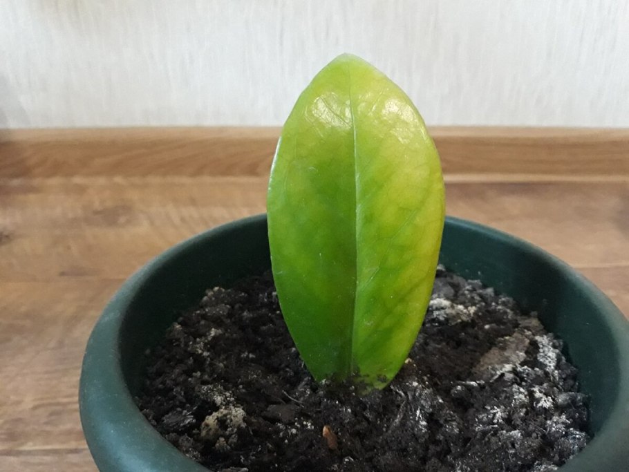 Замиокулькас Бульба