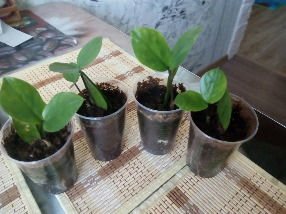 Замиокулькас отросток