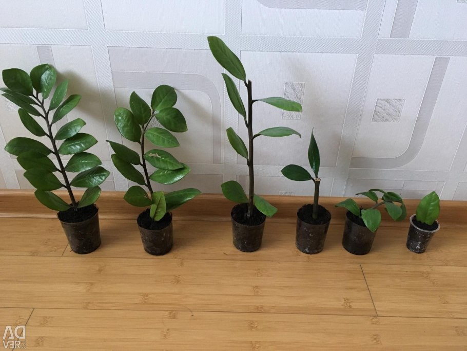 Замиокулькас укоренить