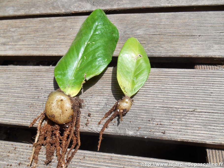 Замиокулькас в белом высоком горшке