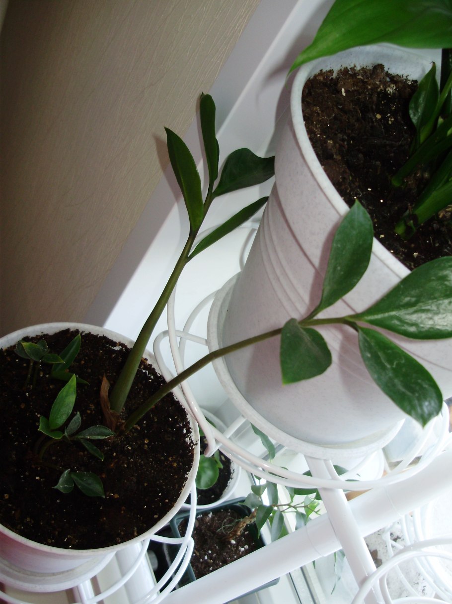 Замиокулькас отросток