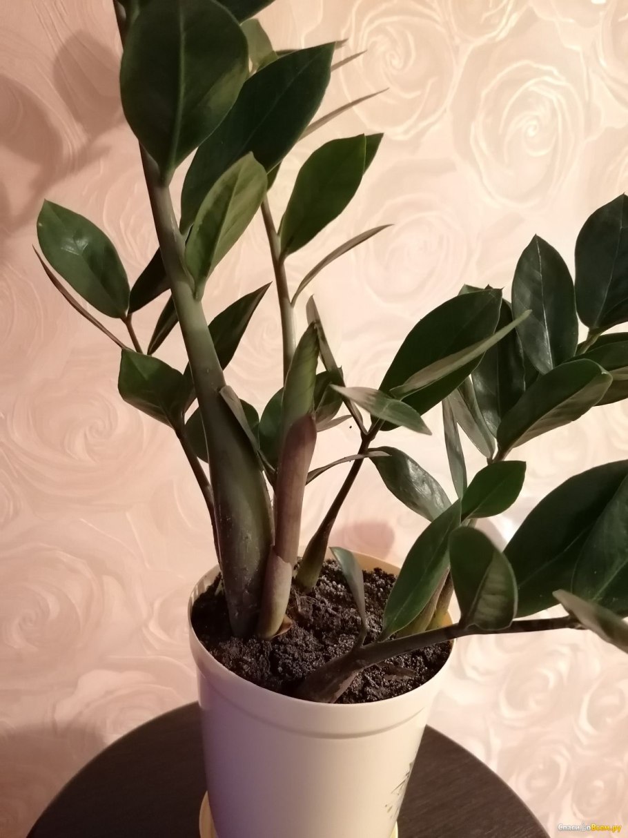 Замиокулькас цветок корни