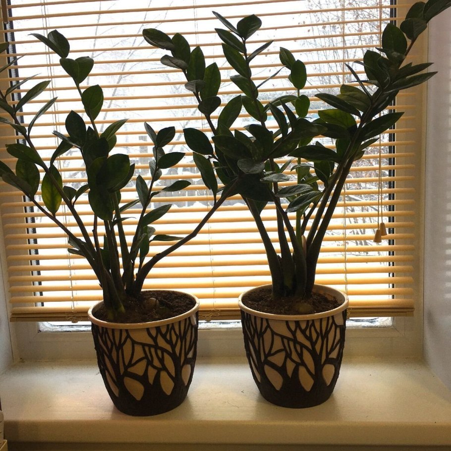 Подкормка для замиокулькаса