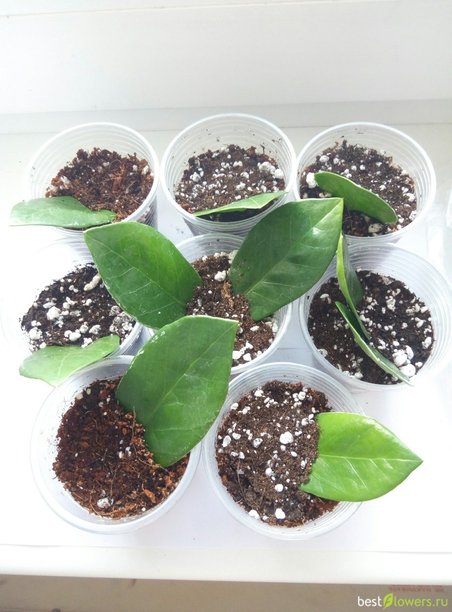 Замиокулькас цветок Росток