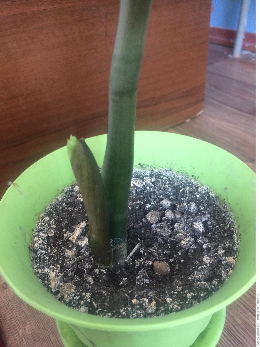 Замиокулькас Зензи 2 листа