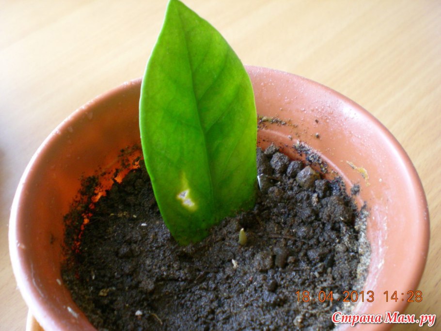 Замиокулькас отросток