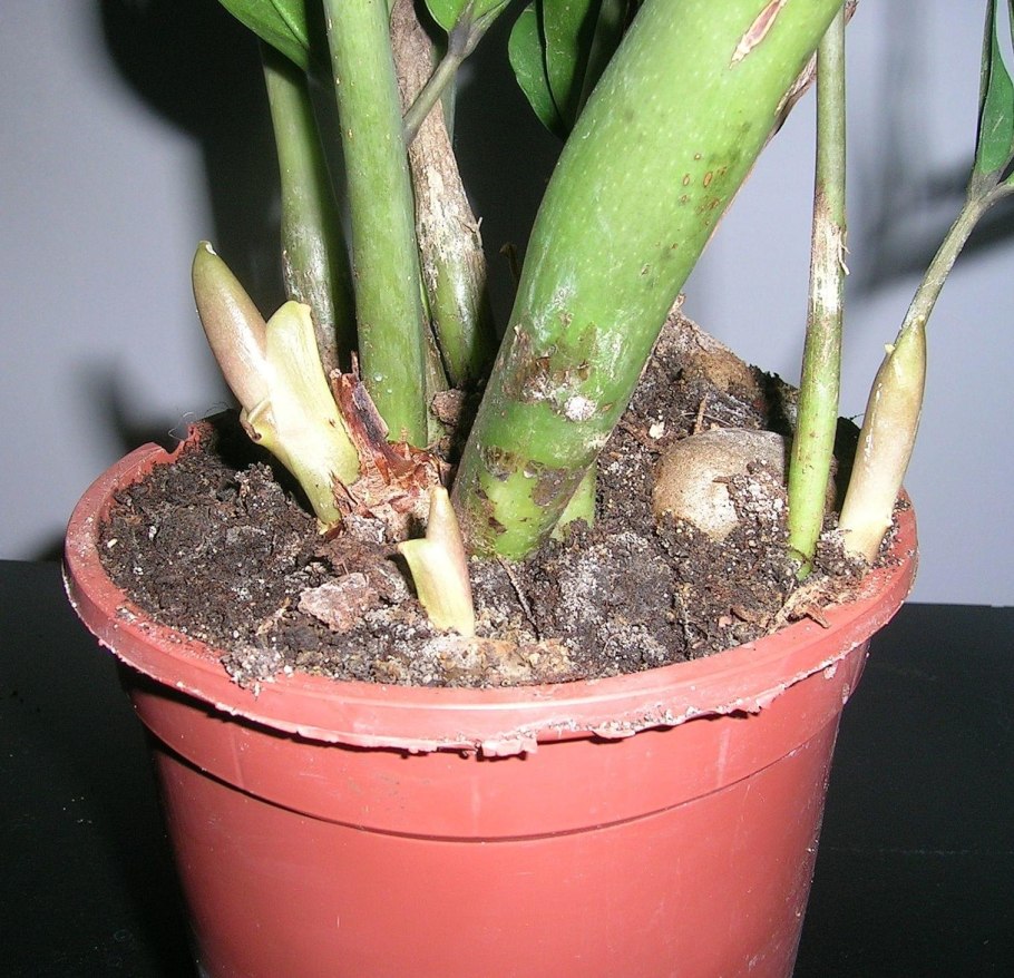 Zamioculcas zamiifolia Dwarf