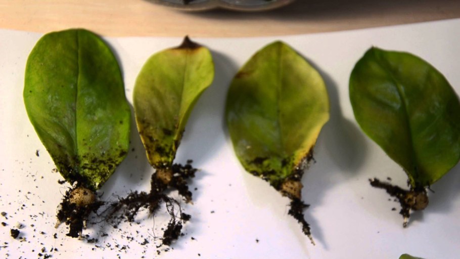 Календарь пересадки долларового дерева