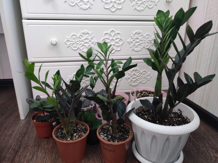 Замиокулькас миниатюрный Зензи