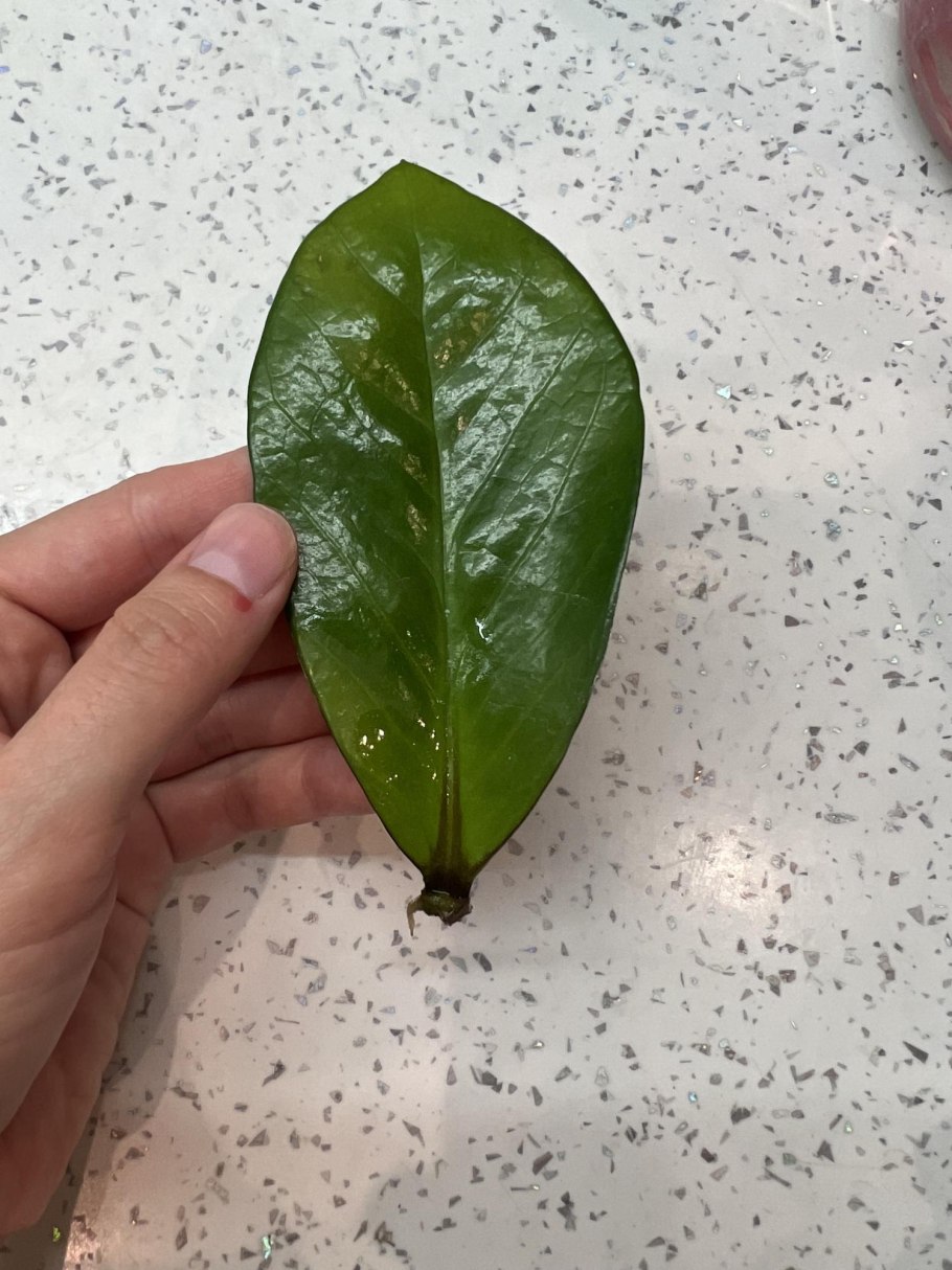 Замиокулькас отросток