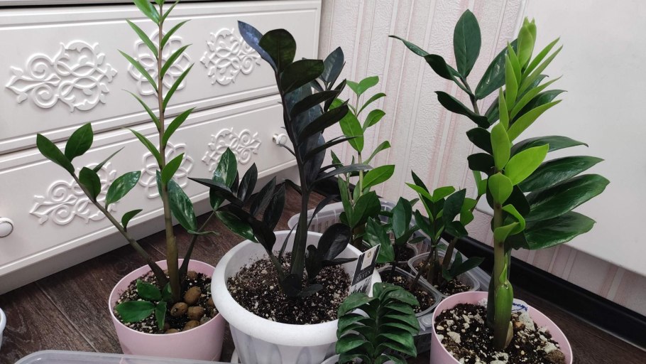 Ростки на замиокулькасе