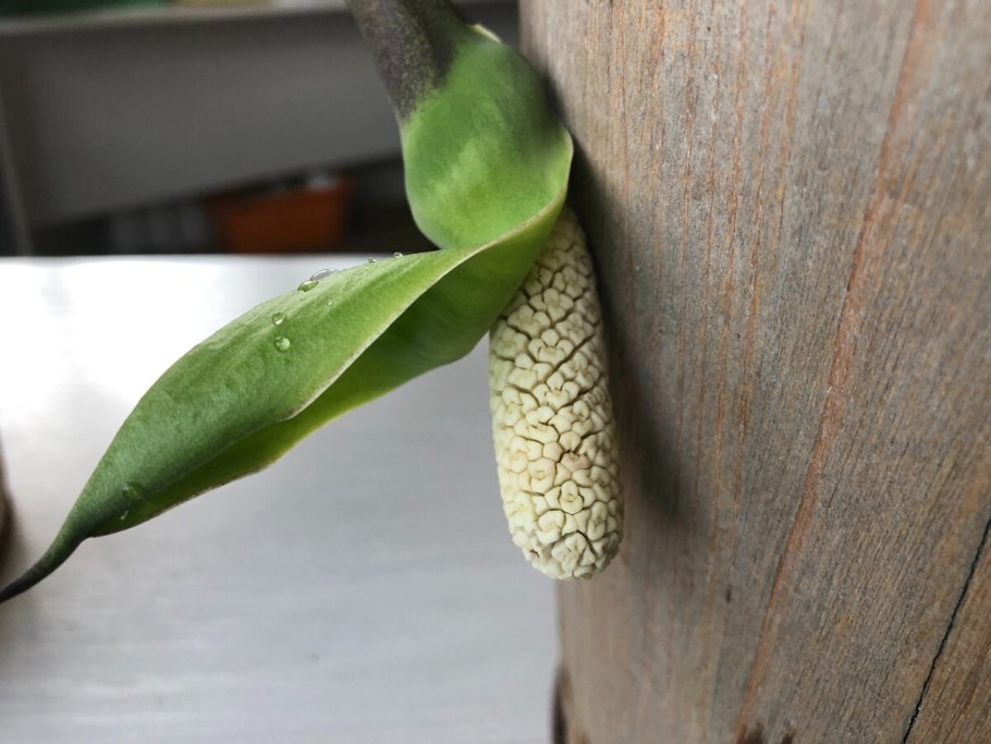 Алоэ цветонос