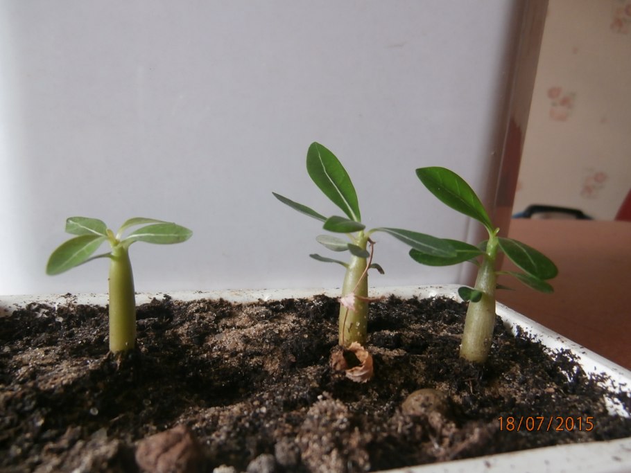 Филодендрон замиокулькас