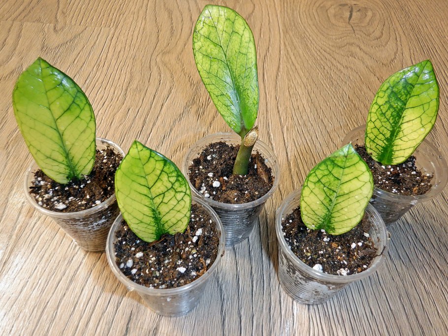 Замиокулькас стебель