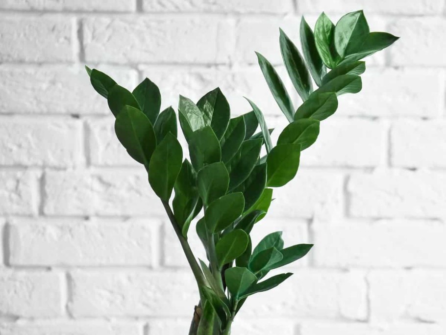 Замиокулькас клубень