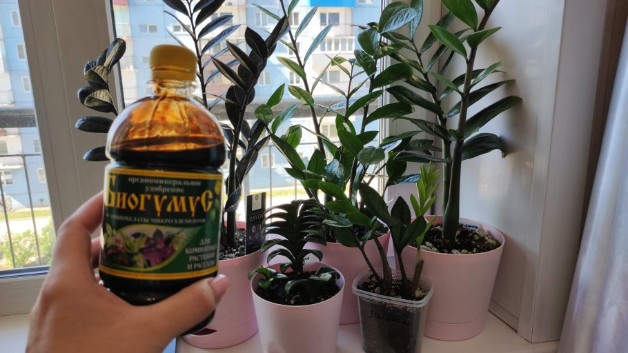 Замиокулькас стебель