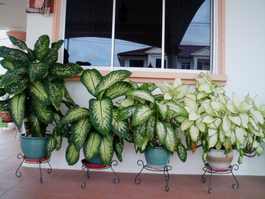 Диффенбахия Тропик Марианна