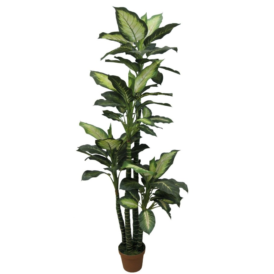 Диффенбахия пятнистая Камилла