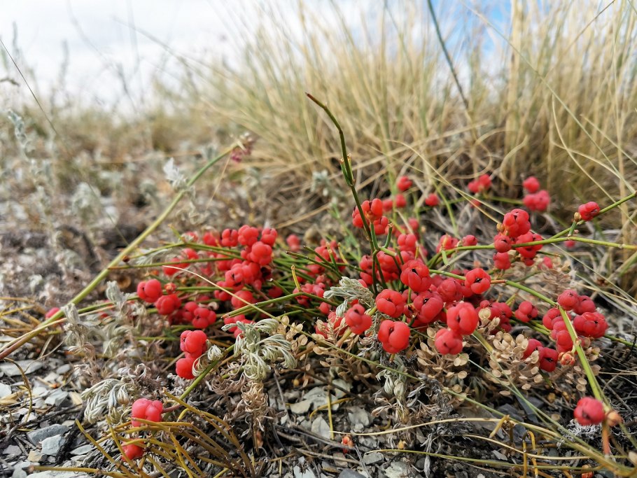 Хвойник двухколосковый Ephedra distachya