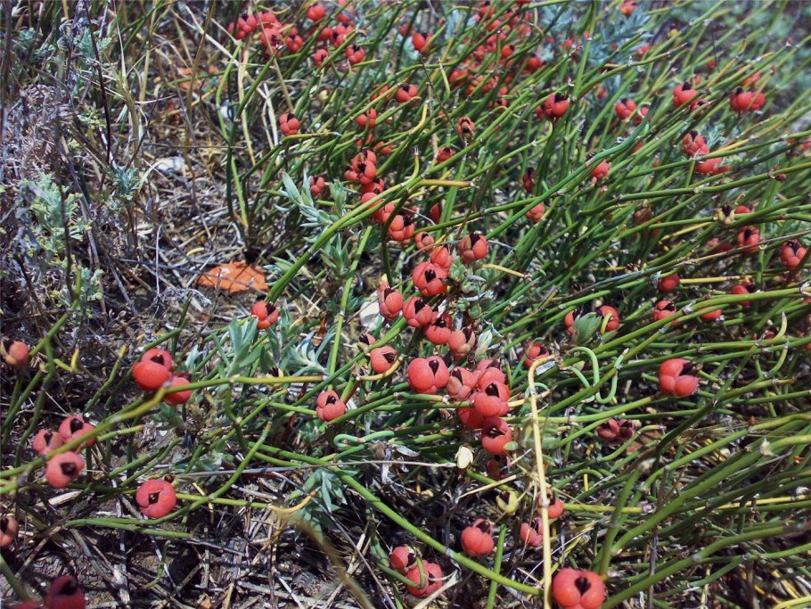 Хвойник двухколосковый Ephedra distachya