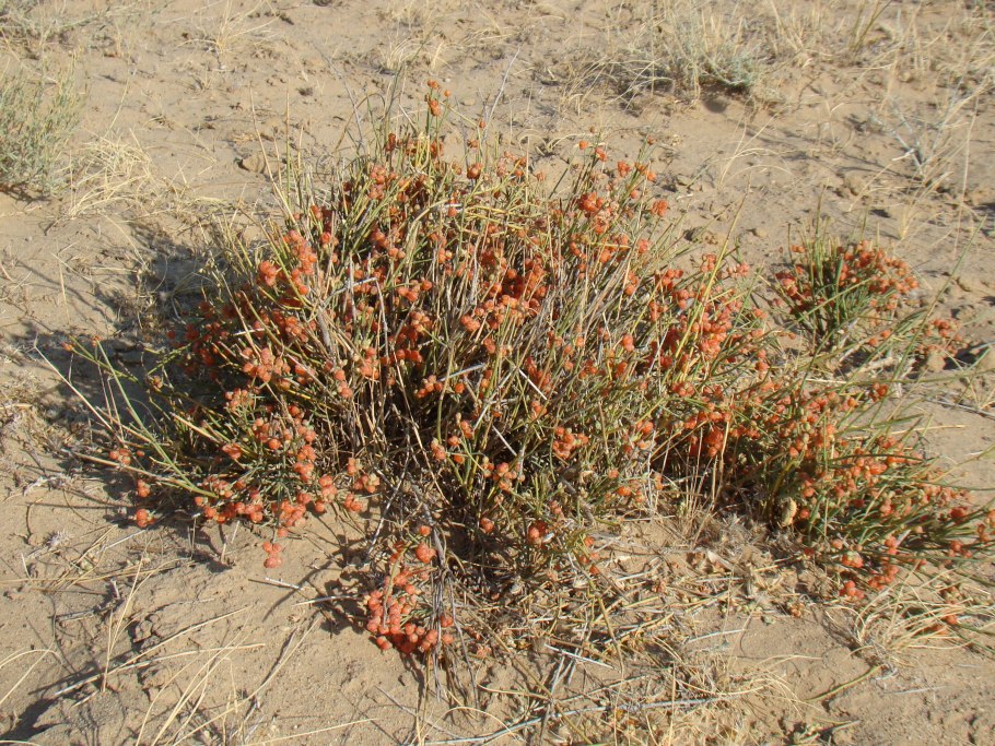 Эфедра хвощевая