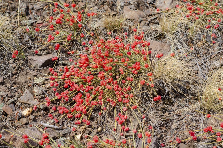 Эфедра хвощевая