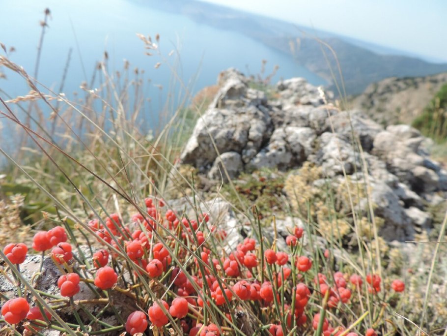 Эфедра в Крыму