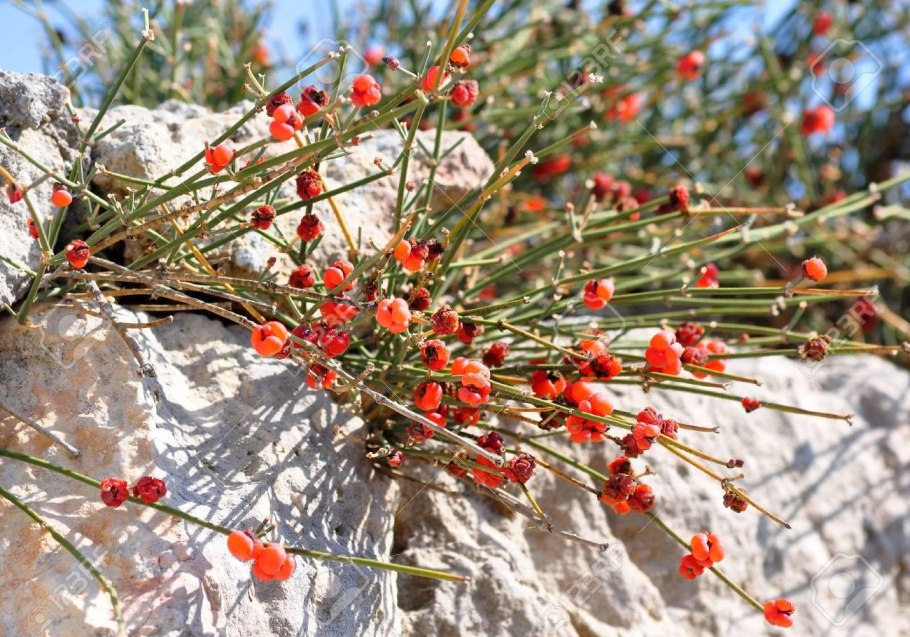 Эфедрин эфедра