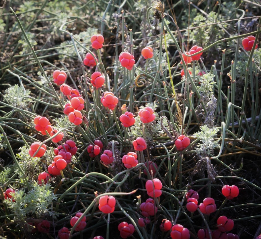 Эфедра плоды упаковка