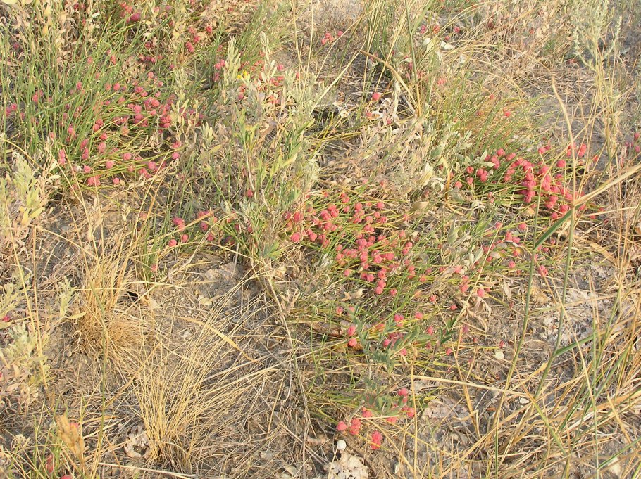 Эфедра хвощевая