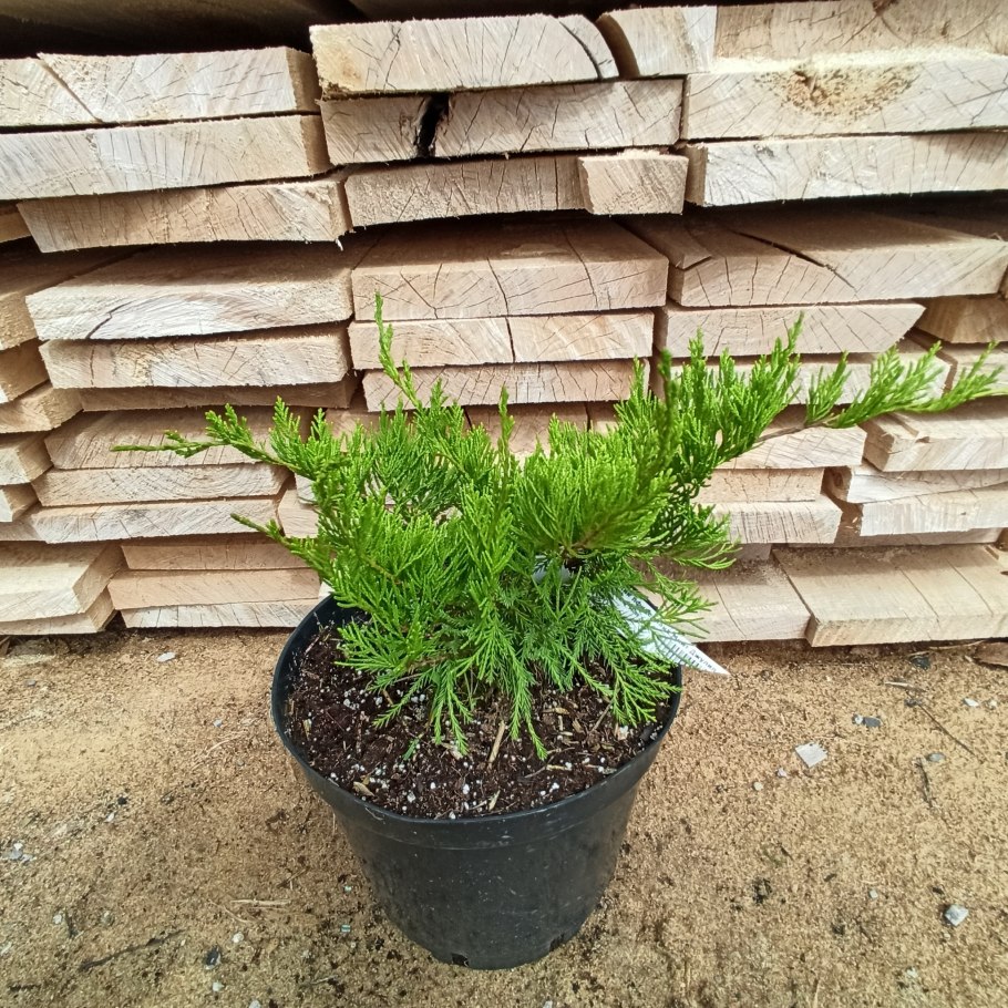 Можжевельник казацкий Mint Julep