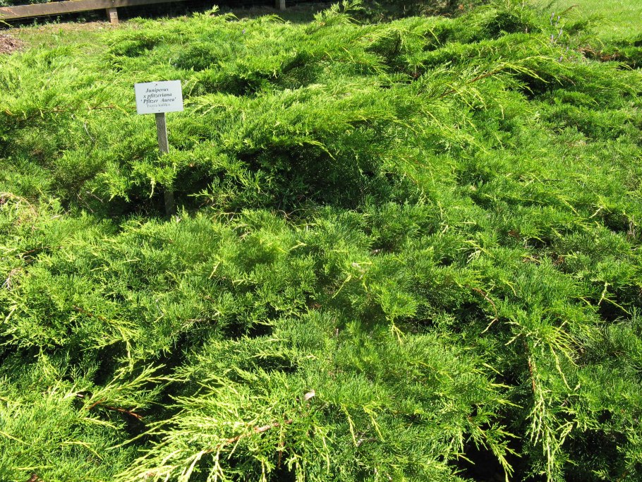Можжевельник Пфитцериана Ауреа