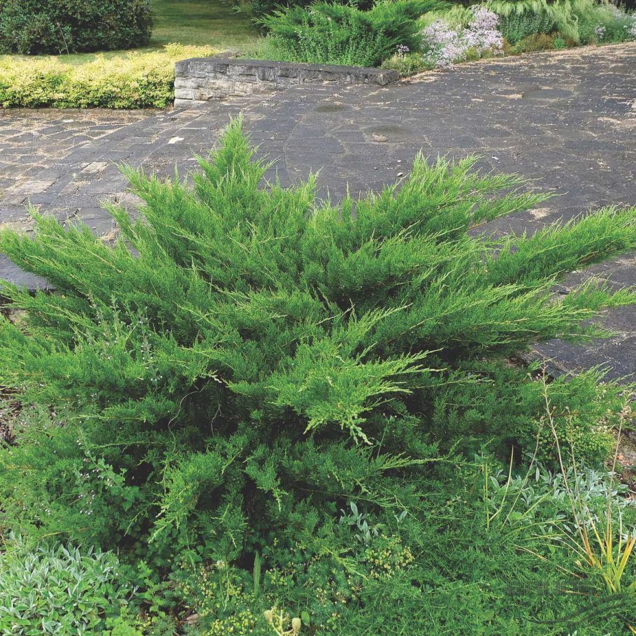 Можжевельник Пфитцериана Mint Julep